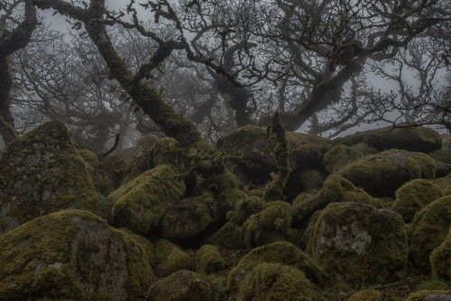 Wistman’s Wood by Guy Berresford