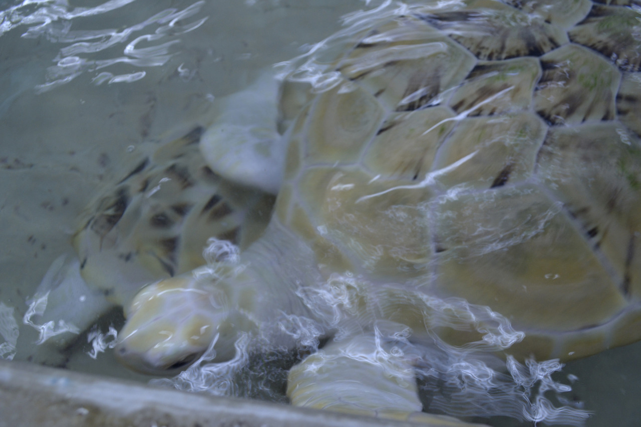 xibalbapiixan:  Tortugranja y acuario en Isla Mujeres.Quintana Roo, México.13 de