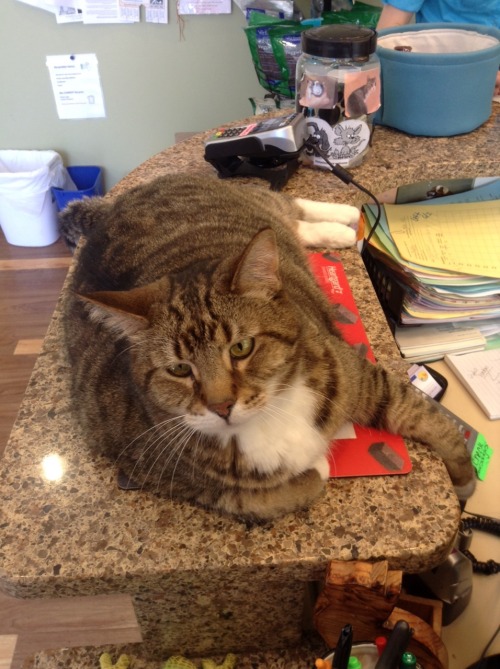 In case you ever worry Nutmeg is too fat, kytri, look at this shitboat.