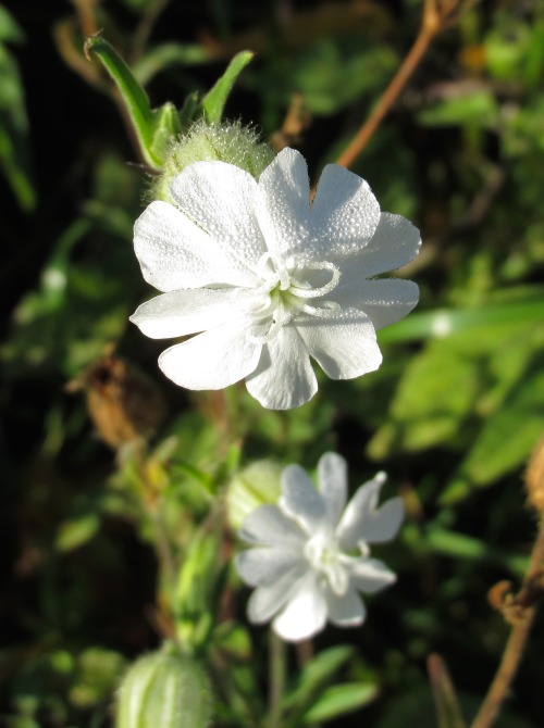 Evening lychnis, Lychnis alba.