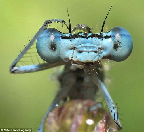einarth:  slime-minister:  bogleech:  Actual insects: cool, elegant, beautiful alien beings full of 