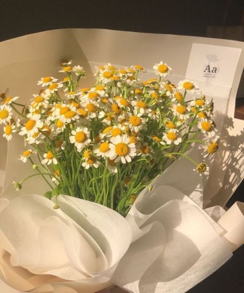 Daisy. - Kang Yeosang