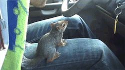 sizvideos:  Funny Squirrel Wants to Drive