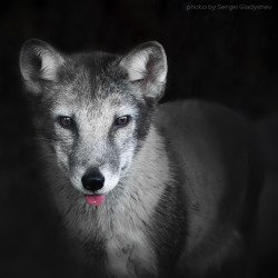 llbwwb:  Аrctic fox by sergei gladyshev.