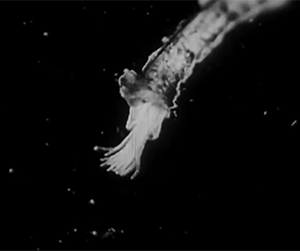zerostatereflex: Microorganisms: “Microscopic Life: The World of the Invisible” 1958 Encyclopaedia Britannica Films  All this beautiful life we never see. 