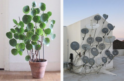 christowski: Biomimetics.  Left: Pilea peperomioides