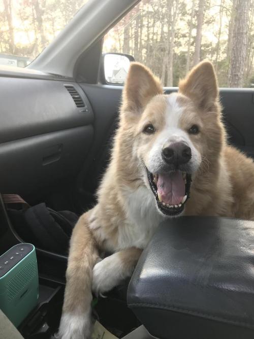 awwww-cute:  Been riding shotgun for 14 years (Source: http://ift.tt/2FdnWco)