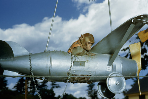 A monkey rides in a model airplane in New Hampshire, January 1951.Photograph by B. Anthony Stewart a