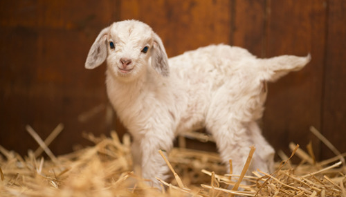 rescuedfarmanimals:Today we welcome our triple J goats -Julia, Jillian and Jacob; our all Australia 