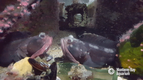 montereybayaquarium:Yawn-off! We got ourselves a yawn-off everyone! Male sarcastic fringeheads use t