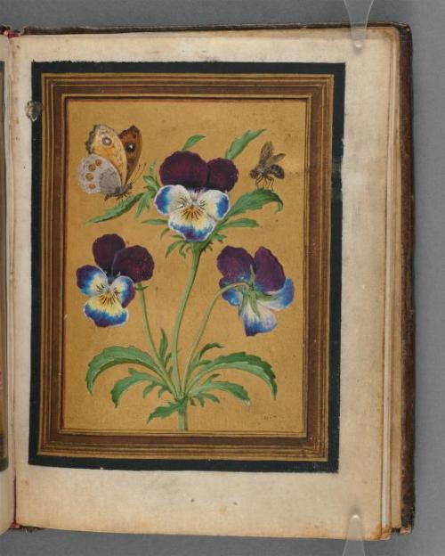 heaveninawildflower:Paintings of flowers, butterflies and insects by Jacques Le Moyne de Morgues. Be