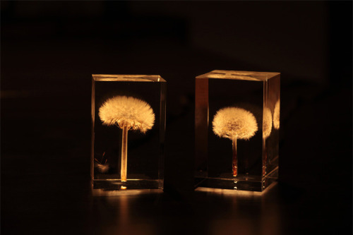 smartgirlsattheparty: itscolossal: OLED Dandelion Lights by Takao Inoue Wow!