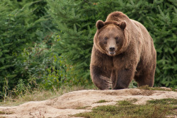 fuck-yeah-bears:  Photographers sighted by darkSoul4Life