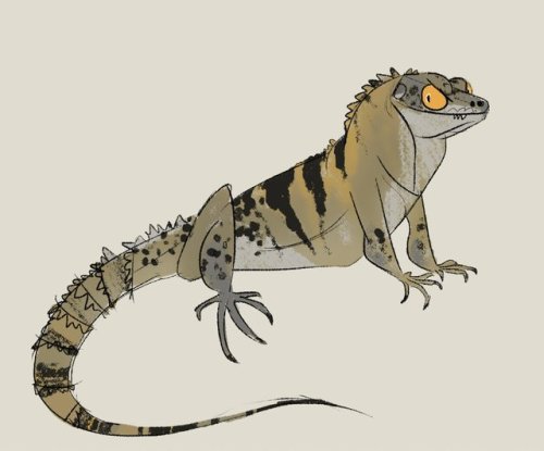 terpsikeraunos: repiteptiles:feelin bad, so I tried drawin some of my lizards instead of my usual vi