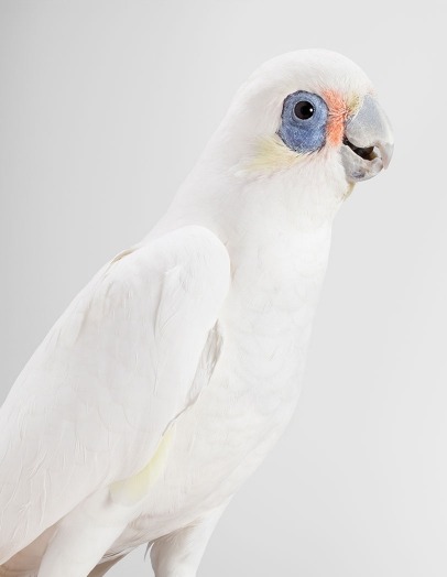 hornorivory:Photographs of wild cockatoos by Leila Jeffreys from her series Bioela.