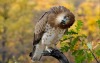 is-the-owl-video-cute:is-the-owl-video-cute:Obsessed with animals that don’t immediately understand something and just tilt their head about it. Does it make any more sense at a 45° angle, bud?Birds give you a 120° angle of immense confusion. 