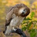 is-the-owl-video-cute:is-the-owl-video-cute:Obsessed with animals that don’t immediately understand something and just tilt their head about it. Does it make any more sense at a 45° angle, bud?Birds give you a 120° angle of immense confusion. 