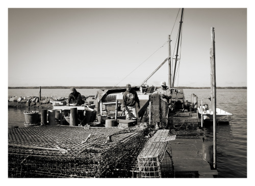 Cappahosic Oyster Company, on the north bank of the York River, Gloucester County, Virginia. 