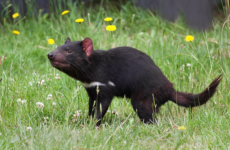 rhamphotheca:
“ This Little Devil Won’t Change His Ways, But He’s Still Worth Saving
The Tasmanian devil population is on the verge of being wiped out by a contagious cancer.
by Jenna Shapiro
To many, the Tasmanian devil is a just a rowdy, screeching...
