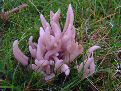 fungifanatics:Clavulina amethystina is a species of coral fungus in the family Clavulinaceae, it&rsq