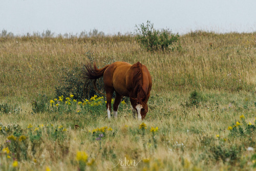  Chestnut (tumblr | instagram | society6) 