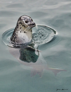 earthandanimals:  Seal by Goyo Alonso