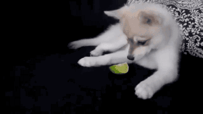 gifsboom:  Puppy vs. Lime. [video]