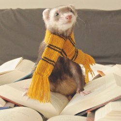 the-book-ferret:  Little #Huffelpuff Herp Derp Diggle is ready for the #Hogwarts Express! #Ferret #thebookferret #bookstagram #instaferret #petsofinstagram #septemberfirst #gottagetbacktohogwarts #DiggleBear #ferretsofinstagram 