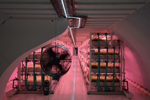 Growing Underground: A Visit To Clapham’s Deep Level FarmSandra Lawrence investigates a very unusual