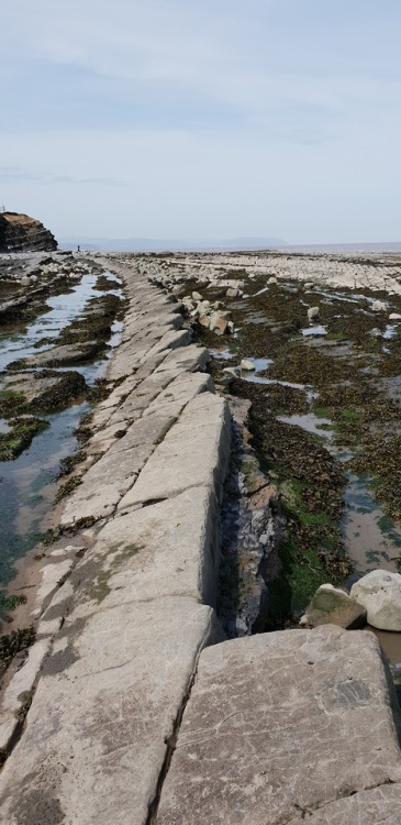 geologicaltravels:2018: Folding and faulting in the early Jurassic Blue Lias Formation, near Kilve, 