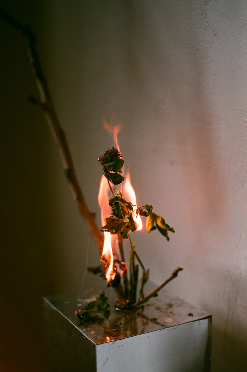 flowers on fire