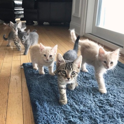 purrfectsquad:So menacing | Credit here