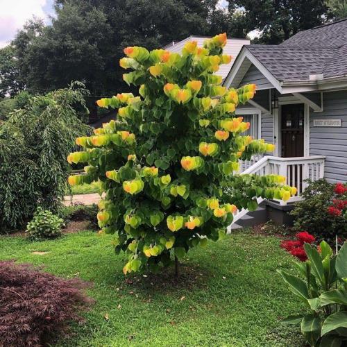 Wolpertingerteeth:  Sixpenceee:   This  Is A Cercis Canadensis, Also Known As Eastern