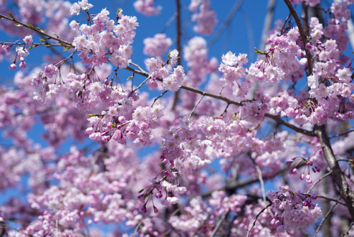 Cherry Blossom by mugitee on Flickr.