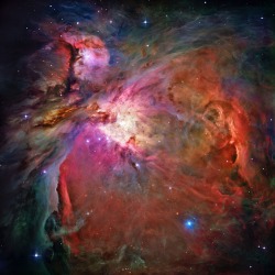 western-queen:just—space:The Orion Nebula