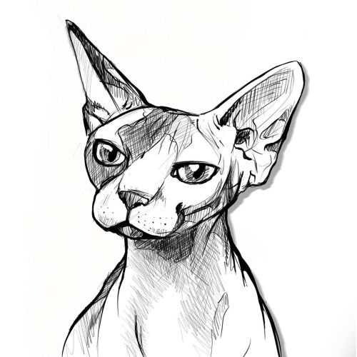 A beloved client cat. Trying to show examples of sketches/line work. #catportrait #catdrawing #sphin