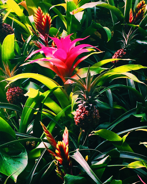 theworlddreamer:Pink pineapples and a jungle. #kewgardens #london #rainforest #pineapple #pink #jung