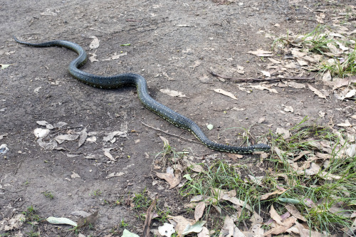 2022: Quite the laid-back Diamond Python .. that tongue is really blue.