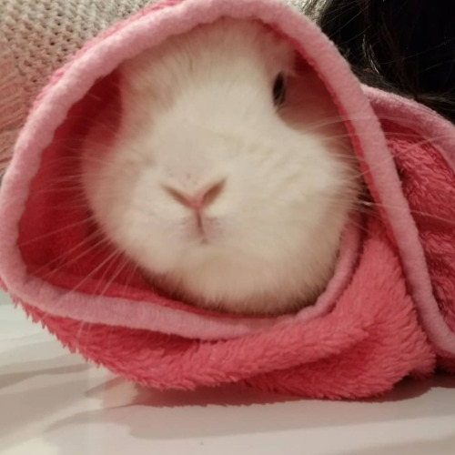 Baby, it&rsquo;s cold outside. #comfy #soft #bunniesoftheworld #bunniestagram  #bunnies #cu