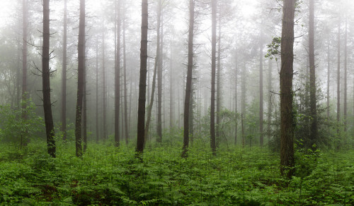 Foggy forest by Nicolas Van Weegen