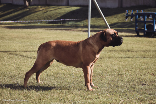 I went to a Bully Breed dog show and took some photos. I loved it!