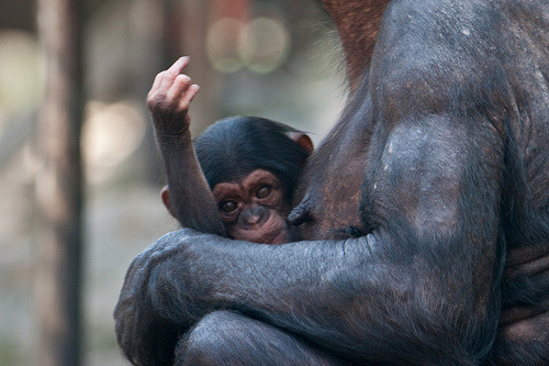 Baby Monkey Giving Middle Finger