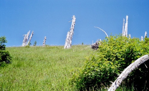 Hillslope in Summer, Blast Zone, Mt. St. Helens National Volcanic Monument, 2000.