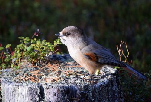 photo-olli-owen: Siberian jay