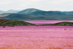 moodboardmix:  Atacama Desert, Chile.  