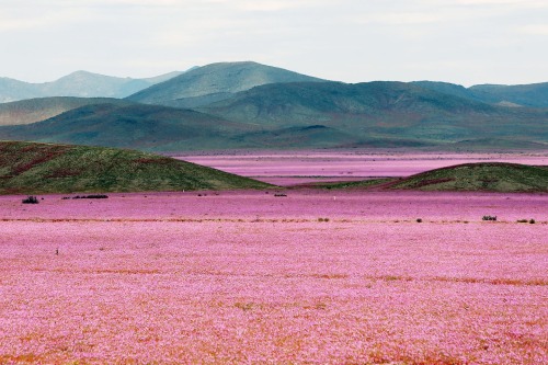 moodboardmix:Atacama Desert, Chile.After almost 7 years of having no rain throughout the region, mas