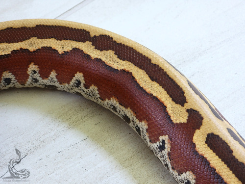 Trident is essentially everything I love in a blood python. Damn, he is such a snake. Beauty, health