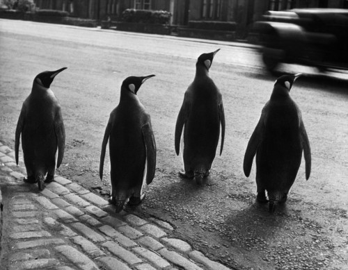 love02bthings2: Werner Bischof Penguins from the zoo taking their weekly walk. Edinburgh. Scotland (