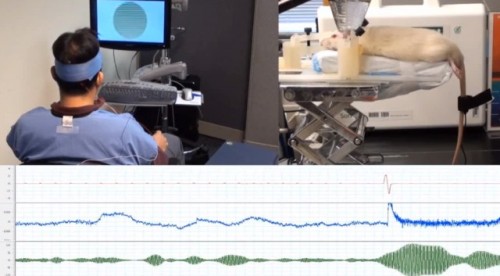 circuitslave:fleshcoatedtechnology:the-promised-wlan:Harvard creates brain-to-brain interface, allow