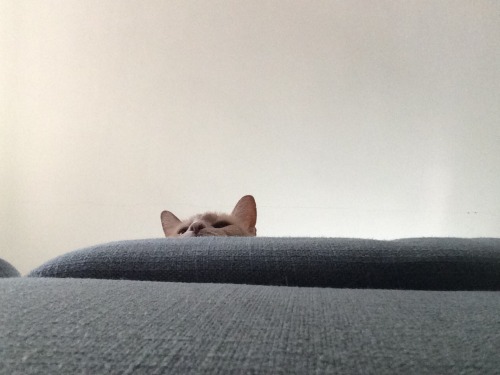 unflatteringcatselfies:crackers keepin an eye out